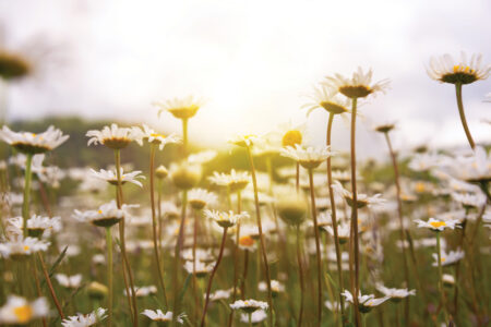 Roadside Wildflowers Image